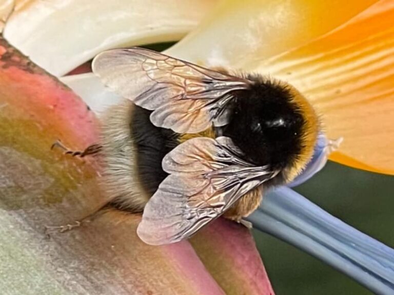 Fen Elder Flow - Busy Bee