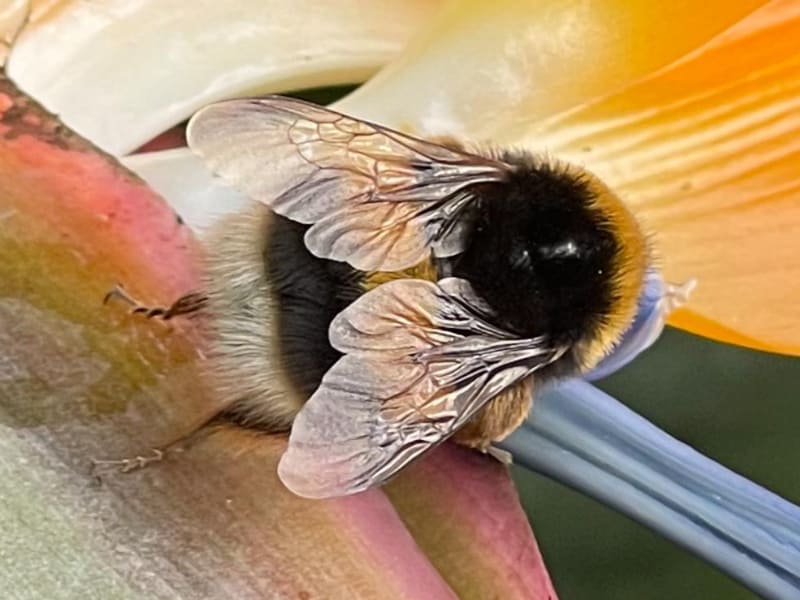 Fen Elder Flow - Busy Bee